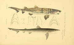Anglų lietuvių žodynas. Žodis bull shark reiškia bulių ryklys lietuviškai.