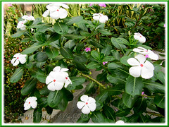 Catharanthus roseus 'Albus' (Madagascar/Cape Periwinkle, Vinca) at our garden bed, July 22 2011