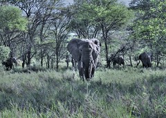 Elephant safari