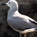 A Gull • <a style="font-size:0.8em;" href="http://www.flickr.com/photos/26088968@N02/5967628146/" target="_blank">View on Flickr</a>