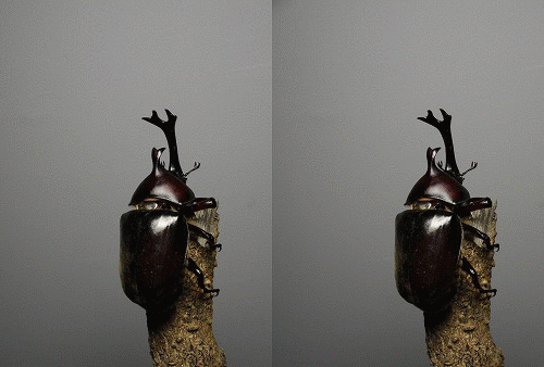 Trypoxylus dichotomus, stereo parallel view, gif animation