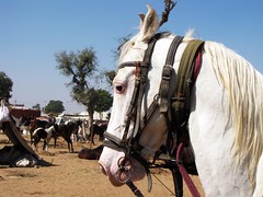 Horse bought by Pradeep