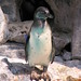 Penguin • <a style="font-size:0.8em;" href="http://www.flickr.com/photos/26088968@N02/5967619648/" target="_blank">View on Flickr</a>