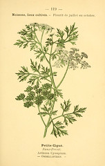 Anglų lietuvių žodynas. Žodis poison parsley reiškia nuodų petražolės lietuviškai.