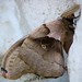 Polyphemus Moth • <a style="font-size:0.8em;" href="http://www.flickr.com/photos/26088968@N02/5962883334/" target="_blank">View on Flickr</a>
