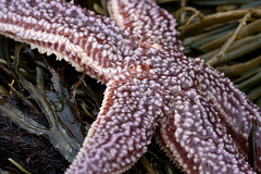 NHME - redish sea star 2 • <a style="font-size:0.8em;" href="http://www.flickr.com/photos/30765416@N06/5941278485/" target="_blank">View on Flickr</a>