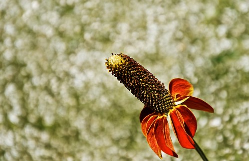Mexican Hat Flower 2