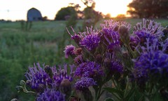 Purple flowers at sunset