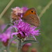 Meadow Brown on Greater Napweed
