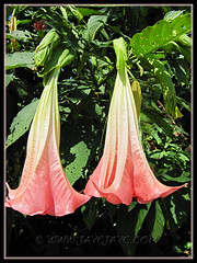 Brugmansia suaveolens (Angel's Trumpet) - a hybrid with coral pink flowers, maybe 'Rhapsody'