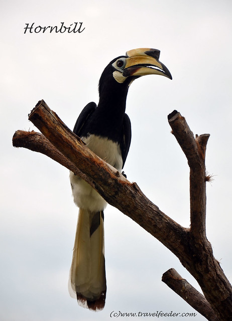Pangkor Island hornbill8