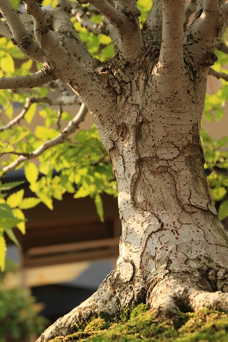 欅 Keyaki (Japanese Zelkova) - 盆栽美術館 - bonsai museum