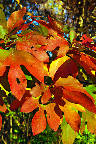 Terree_Yeagle_Fall_Color006