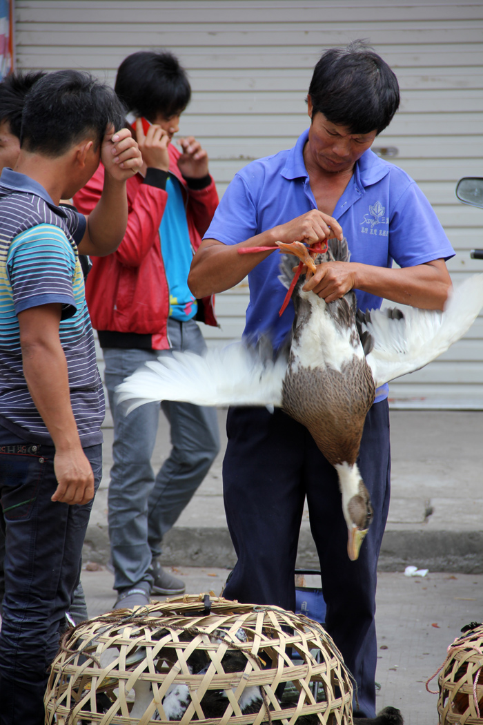 Selling Ducks in China