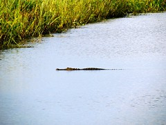 Savannah, GA