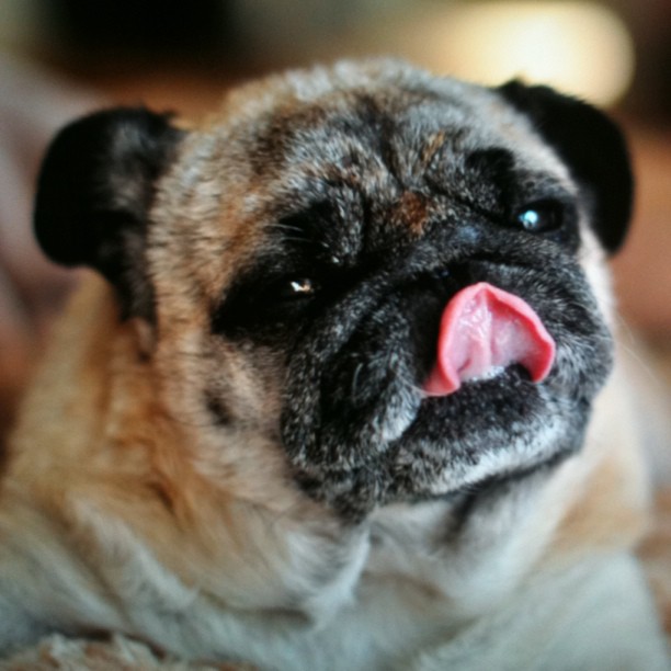 Look Ma! I touched my nose!! #bebop #pug