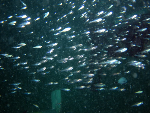 小魚群れ