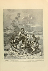 Anglų lietuvių žodynas. Žodis burchell's zebra reiškia burchell " zebra lietuviškai.