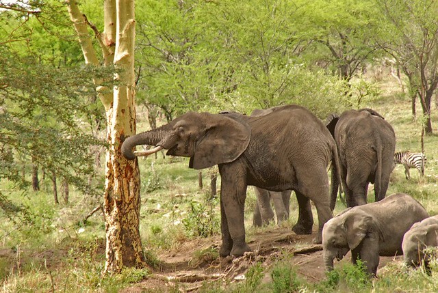 Campground Elephants