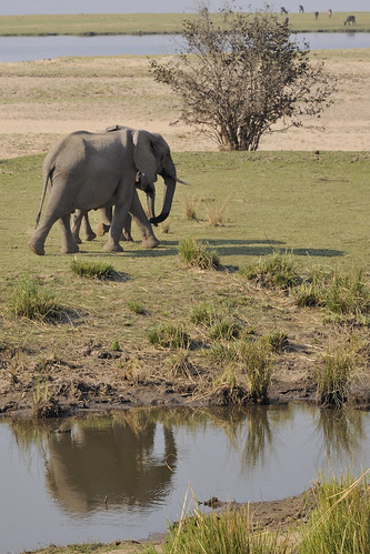 Elephant reflection