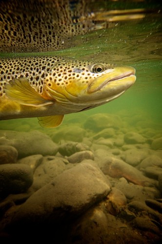 Fall Brown Trout 3