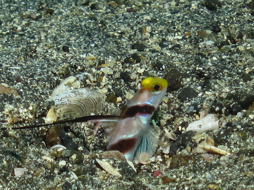 ヒレナガネジリンボウ (Black-rayed shrimp goby)