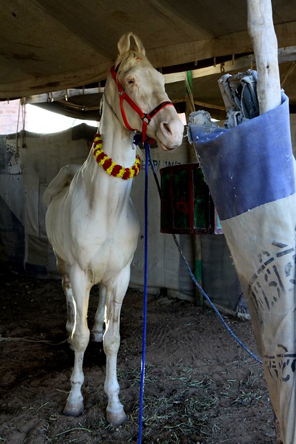rajasthan camel fair