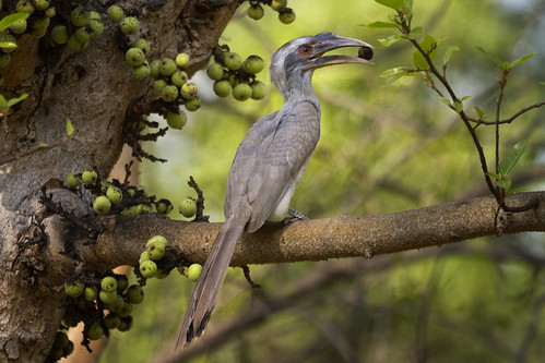 Indian Grey Hornbill (Ocyceros birostris) - eating one of its favourite fruits