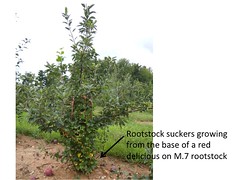 Parts of the Apple Tree: Rootstock Suckers