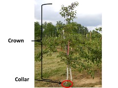 Parts of the Apple Tree: Crown and Collar
