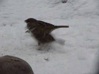 Passer montanus (Eurasian Tree Sparrow / Ringmus) & Streptopelia decaocto (Eurasian Collared Dove / Turkse tortel)