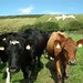 OWH17 - Fascinated cattle