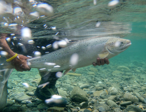 Gaspe Salmon Release