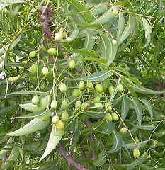 Azadirachta indica fruit