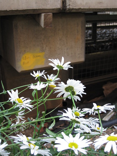Ox-eye daisies under the platform