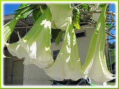 Brugmansia suaveolens (Angel's Trumpet) - hybrid with white flowers, maybe 'Super Nova' or 'Brazilian White'
