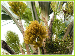 Buds/flowers/fruits of Pritchardia pacifica (Fiji/Pacific Fan Palm) - April 8 2011
