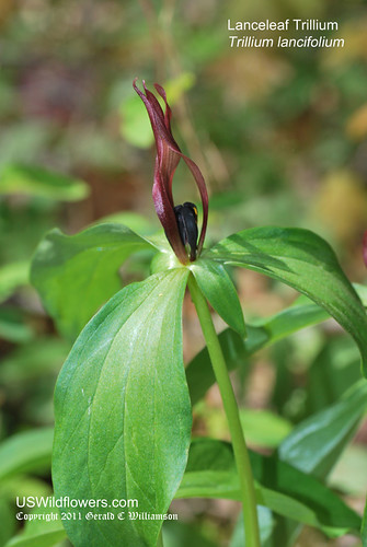 Lanceleaf Trillium, Lanceleaf Wakerobin - Trillium lancifolium