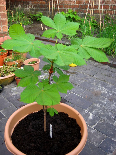 can you grow a conker tree