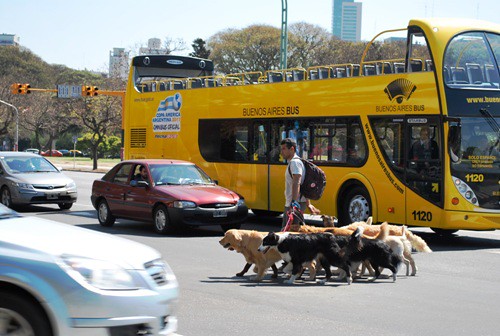 Buenos Aires - Típico passeador de cães
