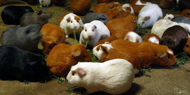 Cuy -- Guinea pigs being fattened for eating in Ollantaytambo