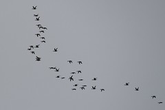 Ducks in flight - 2011