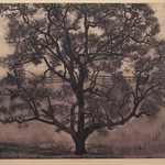 <b>Old Growing Thing</b><br/> Larry Welo ('74)
(Intaglio)<a href="//farm7.static.flickr.com/6170/6163379257_1452644d43_o.jpg" title="High res">&prop;</a>
