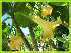Brugmansia suaveolens (Angel's Trumpet) - hybrid with golden yellow flowers, maybe 'Inca Sun'