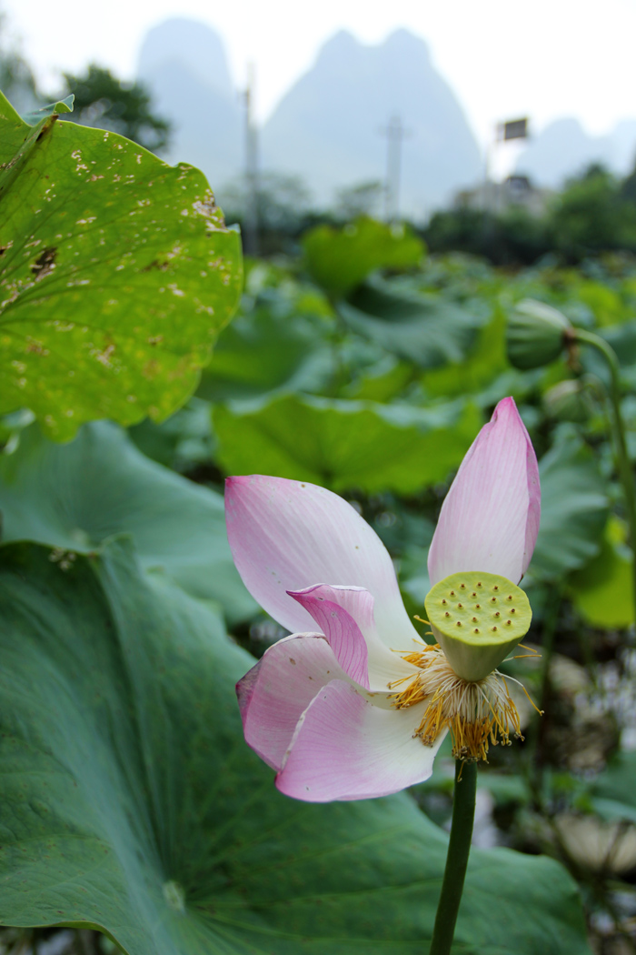 The Beautiful Lotus Flower and Fruit