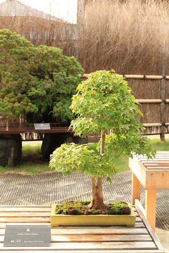 楓 Kaede (Trident Maple) - 盆栽美術館 - bonsai museum
