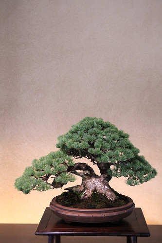五葉松 Goyo-matsu (Japanese Five Needle Pine) - 盆栽美術館 - bonsai museum