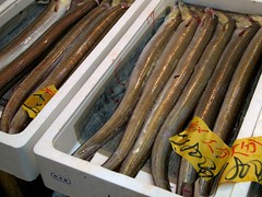 Eels at Tsukiji Market
