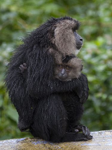 Lion-tailed macaque, baby with mother