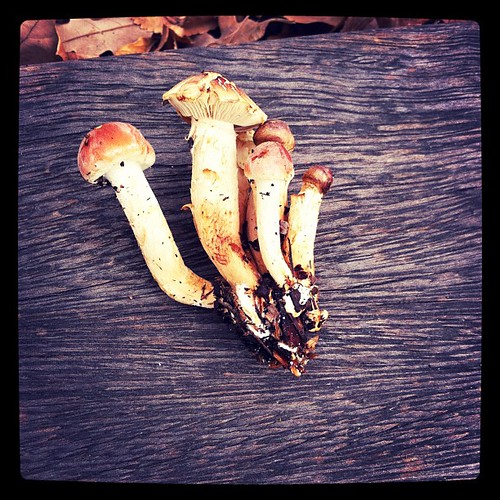 Fall Mushrooms